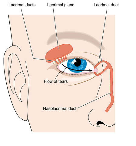 nasolacrimal duct eye model
